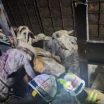 Dezenas de bovinos são resgatados com vida após acidente no Oeste baiano