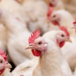 Adab descarta casos suspeitos de Gripe Aviária no Sul da Bahia