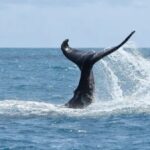 Paraíso escondido na Bahia guarda corais raros e santuário de baleias-jubarte