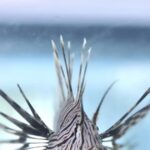 Governo convoca população para registrar aparecimento de espécie nociva no litoral baiano