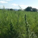 Anvisa expande uso da Cannabis medicinal e deve aprovar cultivo no Brasil