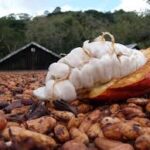 Preço do cacau desaba e mercado de cacau na Bahia enfrenta crise aguda.