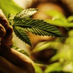 Anvisa publica resolução que regula cultivo de cannabis medicinal