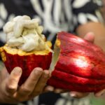 Importação de cacau da Costa do Marfim é suspensa após articulação liderada pela Bahia