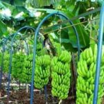 Banana produzida na Bahia conquista selo de qualidade do INPI
