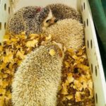 PRF apreende ouriços pigmeus africanos em ônibus na Bahia; animais seriam vendidos por R$ 1,8 mil