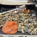 Ação da Polícia Ambiental apreende mais de 1,5 caranguejos em 2 municípios da Bahia