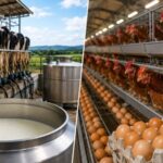 Bahia tem crescimento na produção de leite e retração na de ovos, aponta IBGE