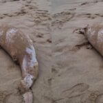 Golfinho é encontrado morto em praia de Salvador