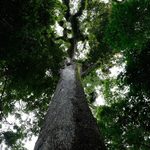 Agricultura ganha 11 milhões de hectares em 41 anos na Mata Atlântica