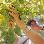 Vinícola brasileira projeta faturamento de R$ 350 milhões e aposta em uvas raras para impulsionar negócios
